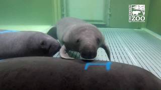 New Manatees Arrive for Rehab  Cincinnati Zoo [upl. by Grinnell]