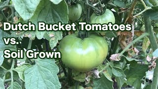 Hydroponic tomatoes vs soil grown tomatoes and a garden tour — part 1 [upl. by Onileba]