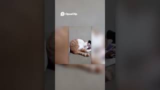 Loving your pet wholesome viralshort fypシ゚viralsad cat catlover fypage love cute fy [upl. by Sommer707]