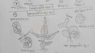 Pteris উদ্ভিদের জীবনচক্র ।ভিডিও drawing draw Easytodraw1 FarjanaDrawingAcademy [upl. by Ynohta]