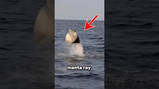 why manta rays jump out of the water viralshorts factvideo [upl. by Elfie]