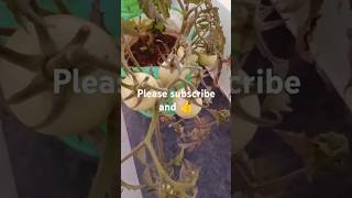 Tomatos gardeningplants ytshorts plants gardening shorts [upl. by Sieber]