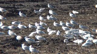 Ring Billed Gull flock in field [upl. by Ayikat]