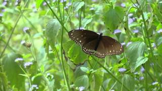 Butterflies of Thailand part 3 HD [upl. by Asenad447]