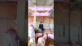 🐷 giaheohoi 6112024 giaheoupdate giaheomienbac giaheomientrung giaheomiennam gialonhoi 🐽 [upl. by Senaj344]