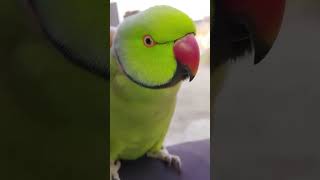 Ye mitho 🔥🥵 parrot parrottalking pets parroting cutebird [upl. by Attenev]