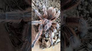 Grammostola rosea 🔥 tarantula grammostola chileanrosehair new shorts [upl. by Atem390]