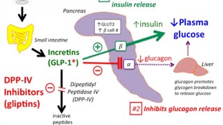 DPP4 Inhibitors Sitagliptinvildagliptin Mechanism of action [upl. by Suisyola]