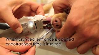 Endotracheal Intubation Emergency Medicine In Small Animal Practice [upl. by Perzan]