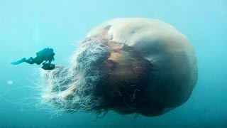 Worlds Biggest Jellyfish [upl. by Gibrian]