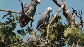 African Grey Parrots waking up in Cameroon [upl. by Namara]