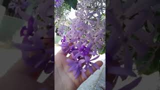 Floración de petrea volubilis🌺 [upl. by Roseann]