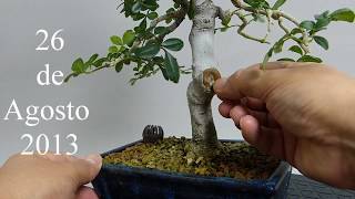 COMO SELLAR HERIDAS DE PODA EN UN BONSAI [upl. by Noeruat]