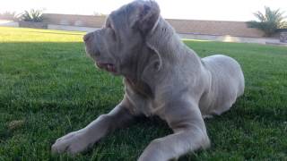 Cane corso 4 month old [upl. by Gonzalo710]