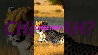 Ever wondered what a cheetah with a serious case of the munchies looks like [upl. by Reis]