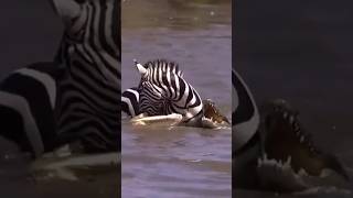 Zebra’s Miraculous Escape from Crocodile and HippoInfested Swamp shorts wildlife [upl. by Woody]