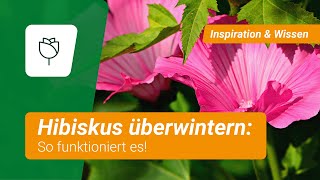 Hibiskus überwintern So funktionierts [upl. by Toback]