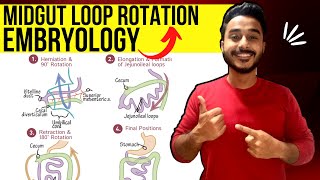 midgut rotation embryology  rotation of midgut embryology  development of midgut embryology [upl. by Cope966]