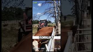 How a Forklift Saved This Cows Life in the Most Unexpected Way shorts short [upl. by Ettenej]