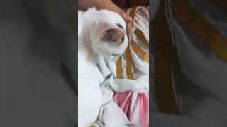 worldcat cat catlover viralvideo cute cute [upl. by Yelrahs684]