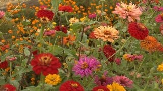 Growing Zinnias  At Home With P Allen Smith [upl. by Redd664]