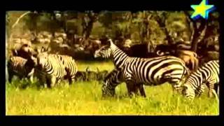 Zebras escapes Predators [upl. by Riada]