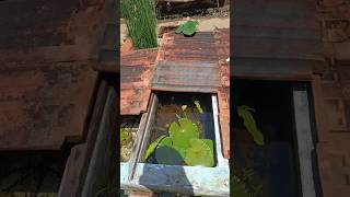 Dragon Fly Larvae guppy variety guppyfish kerala keralaguppyfarm fishsale guppybreeding [upl. by Vera]