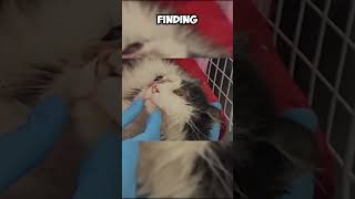 🐱💔 Blinded by Tragedy Saved by Love Nicola’s Journey to a Purrfect Home 🏠✨catrescue kittenrescue [upl. by Arrekahs]