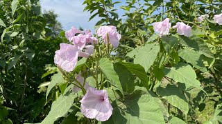 Ipomoea carneanature natureflowers flowers [upl. by Eelanej]