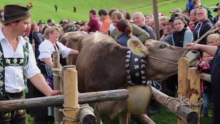 Viehscheid in Obermaiselstein 2018 [upl. by Naillil]