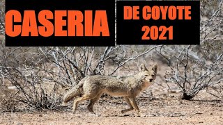 CACERIA DE COYOTE 2021 EN LOS DESIERTO DE ARIZONA Coyote Hunting [upl. by Arielle]