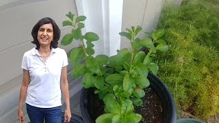 Propagating Goji Berry Plants from cuttings [upl. by Guenevere]