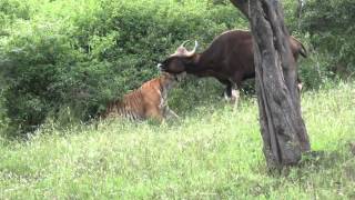 Rarest video of a tiger killing a gaur [upl. by Peursem828]