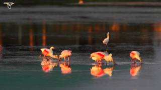 Roseate Spoonbills Forage Alongside Snowy Egret [upl. by Christan313]