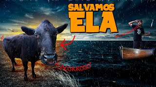 A VACA DESAPARECEU 😱 ela fugiu da roça [upl. by Euqinomod]