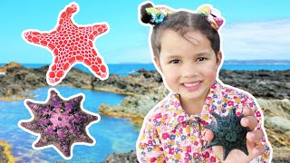 Zoe Finding Beautiful Starfish In Rock Pools In Australian Tide Pool Kids Outdoor Beach Fun Sea Star [upl. by Assirek]