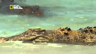 Les crocodiles marins dAustralie Documentaire Français [upl. by Sophie]