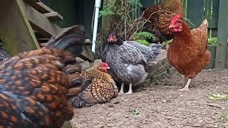 Free Range Chickens Livestream [upl. by Assenay]