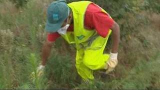 Lambroisie une plante sauvage qui nuit à lagriculture [upl. by Amalle]