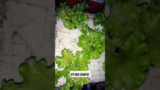 checkout my Hydroponically grown lettuce hydroponics kratkymethod lettuce thanksforwatching [upl. by Aneekahs]