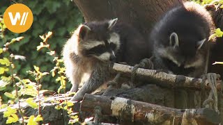 Waschbär  Unsere Tierwelt Kurze Tierdokumentation [upl. by Mateusz]