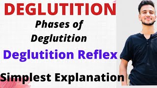 DEGLUTITION PHYSIOLOGY Phases of Deglutition Deglutition Reflex physiology [upl. by Nevram27]