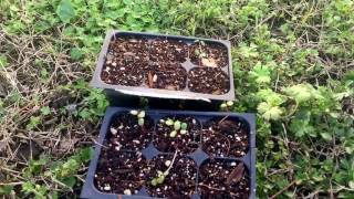 Starting Aronia From Seed [upl. by Ninahs]