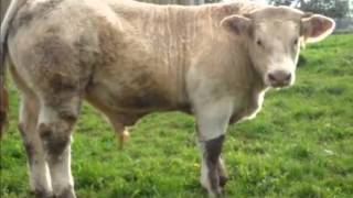 Vente promotionnelle dans les élevages Bovins Charolais de Côte dOr [upl. by Ecinna]