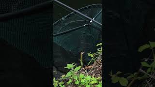 Barbel Specialist Pan Net fishing fishingvideo barbelfishing chubfishing [upl. by Haberman887]