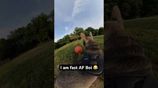 I am fast AF Boi  funny subscribe frenchie dog funnyvideo youtube frenchbulldog shorts [upl. by Anella]