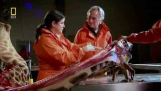 Richard Dawkins demonstrates laryngeal nerve of the giraffe [upl. by Erb]