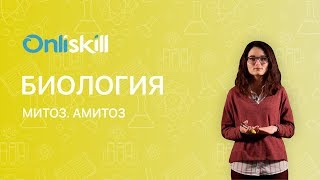 Биология 10 класс  Митоз Амитоз [upl. by Ehtiaf]