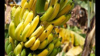 How to Grow Bananas in Containers  Complete Growing Guide [upl. by Neelyt]