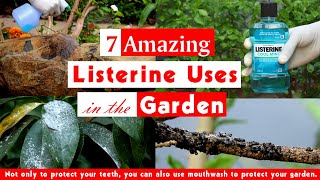 7 Amazing Listerine Uses in the Garden  Surprising Mouthwash Hacks [upl. by Urbanus323]